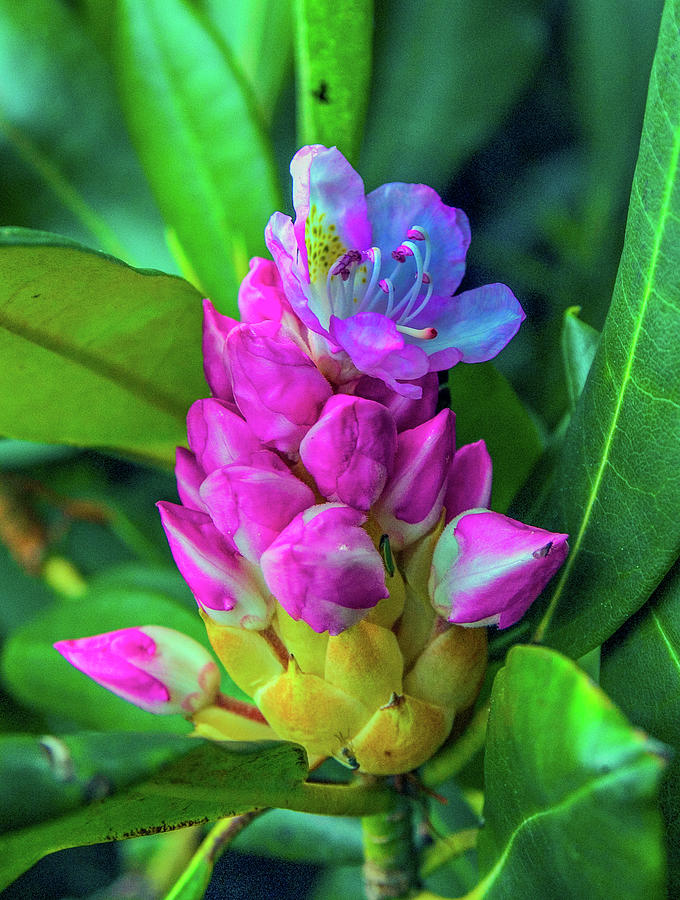 Bloom of the Rhododendron Photograph by James C Richardson