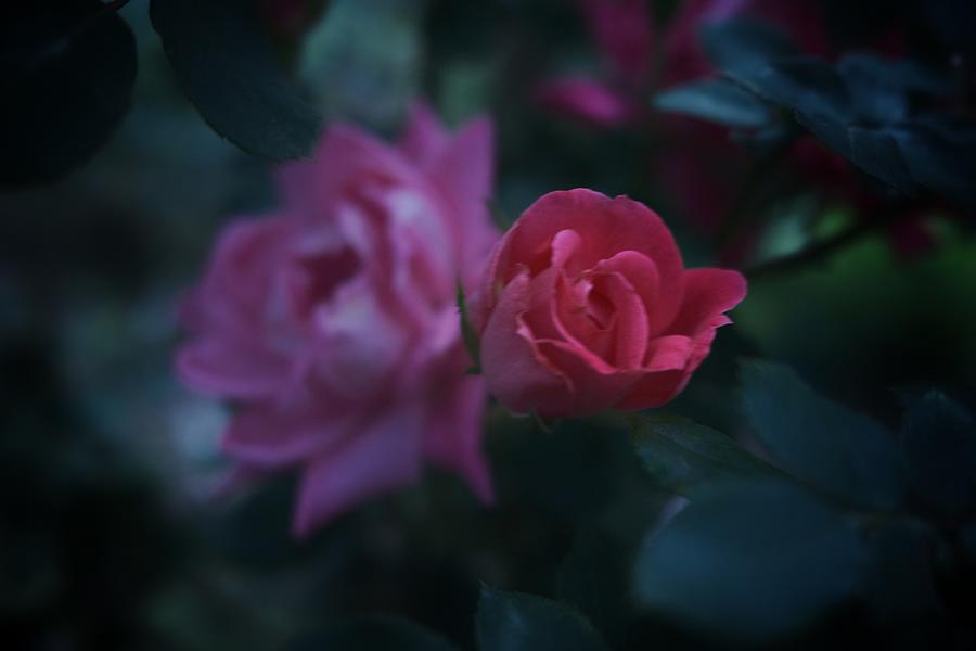 Bloom Together Photograph by Jennifer Nita - Fine Art America