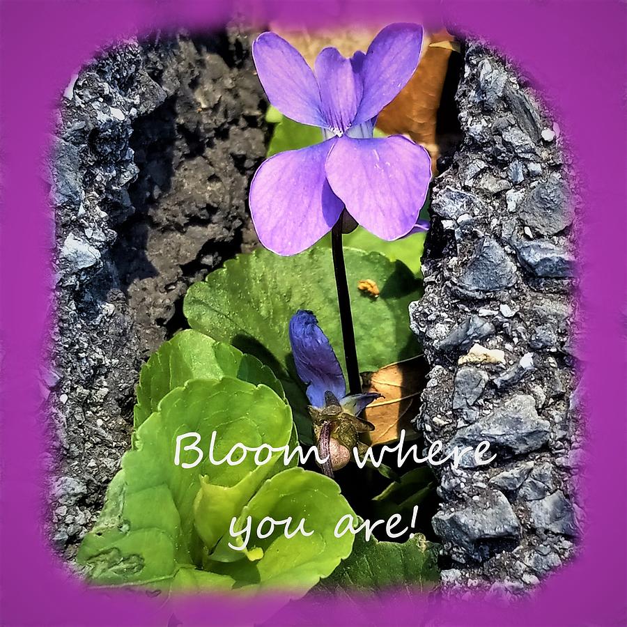 Bloom Where You Are Photograph by Angela Davies