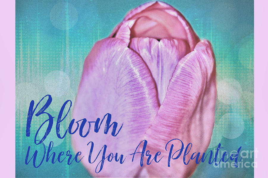 Bloom Where You Are Planted Photograph