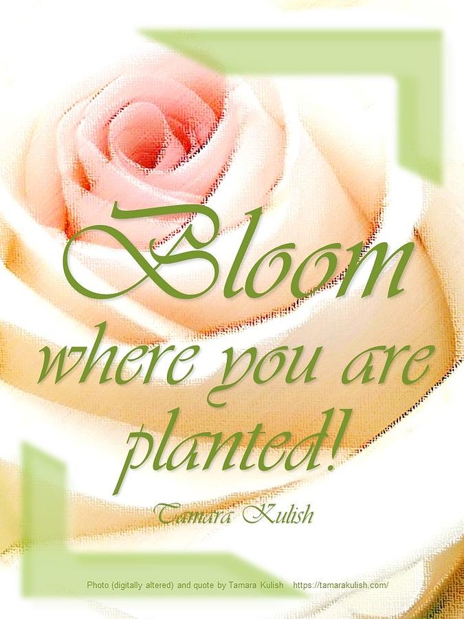 Bloom where you are planted Photograph by Tamara Kulish