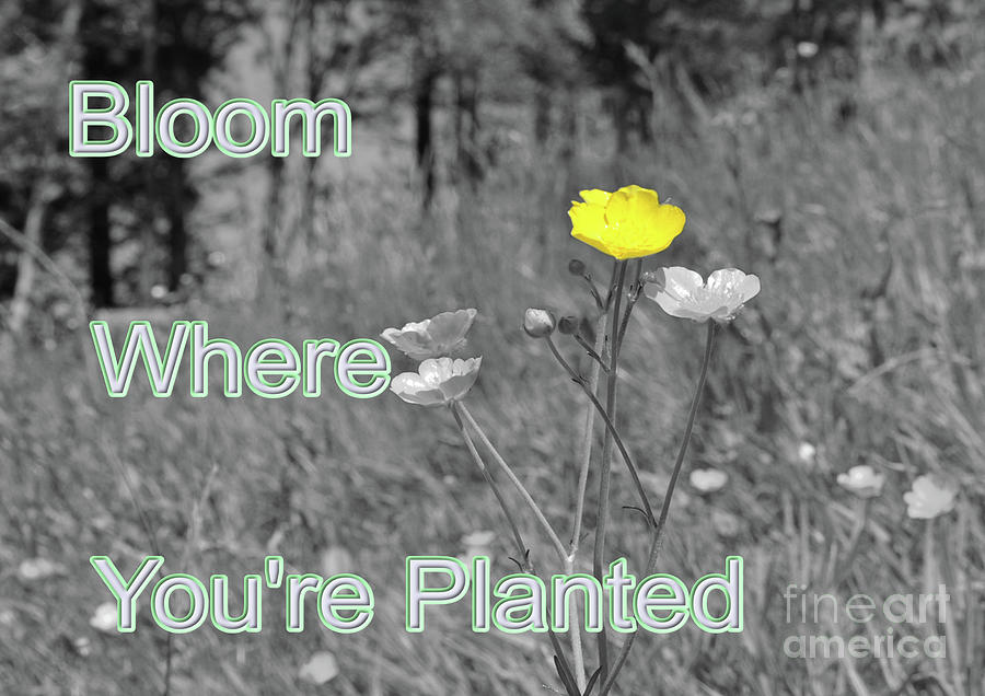 Bloom where you are planted Photograph by Pics By Tony