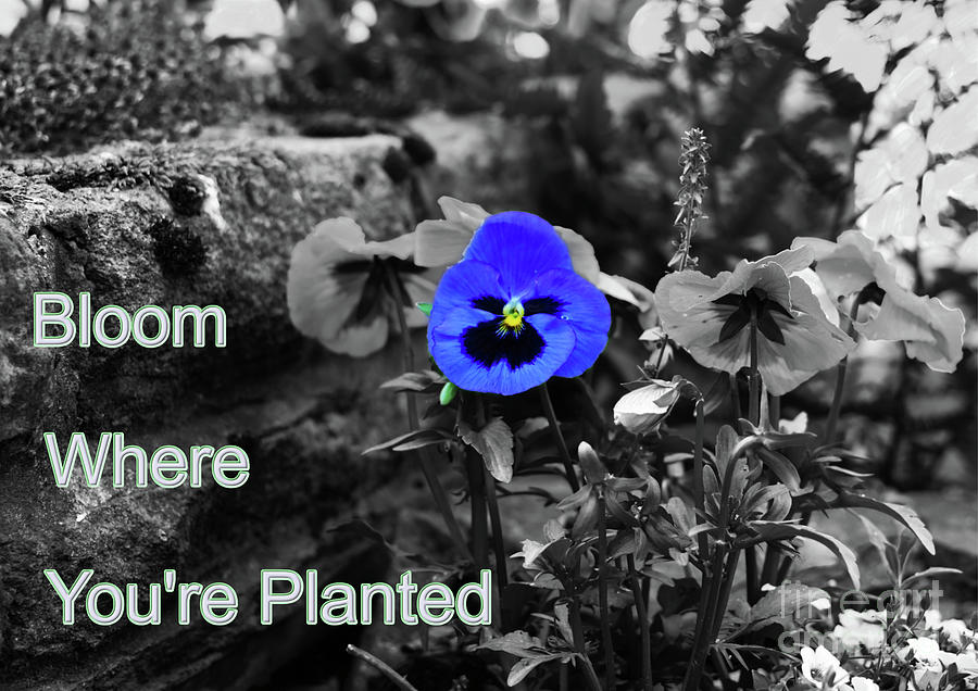 Bloom where youre planted Photograph by Pics By Tony