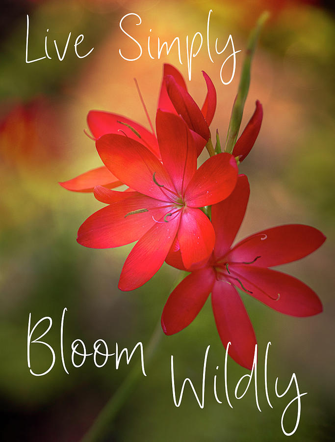 Bloom Wildly Photograph by Teresa Wilson
