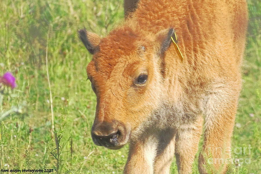 Bloomin Baby Bison  Photograph by Tami Quigley