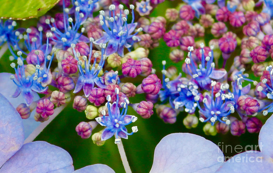 Bloomin Hydrangeas Photograph by Tim Lent