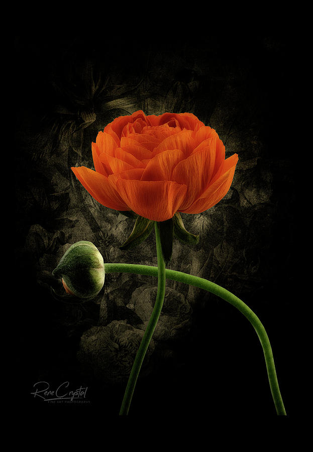 Bloomin Orange Photograph by Rene Crystal