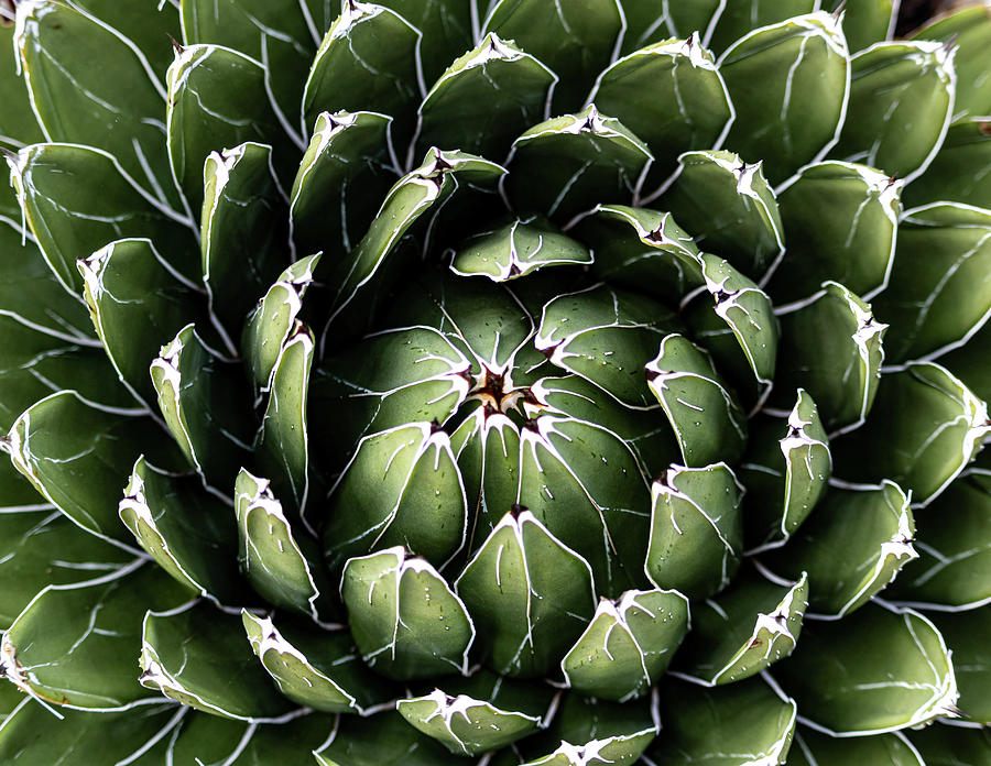 Blooming Agave Photograph by Rick Nelson