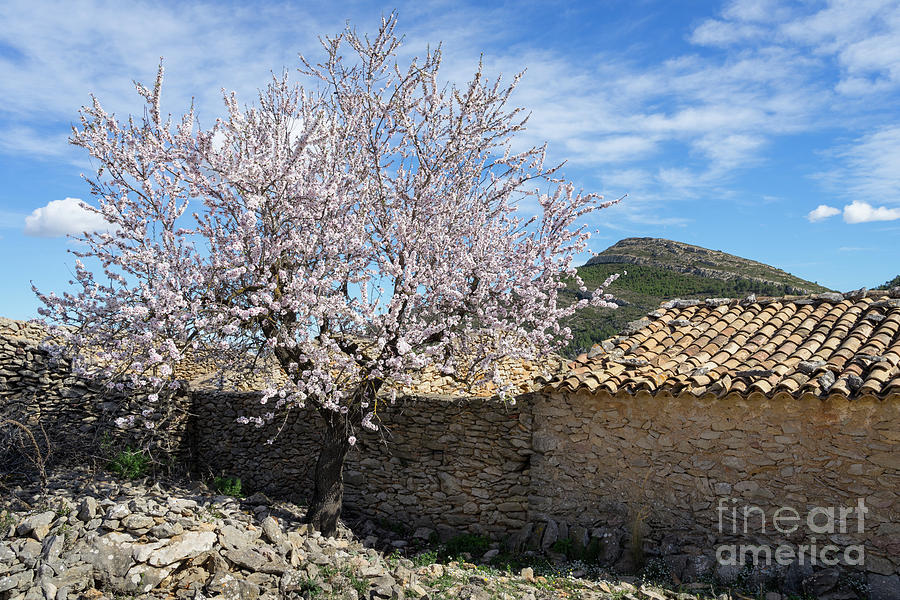 Blooming almond tree and traditional farmhouse Photograph by Adriana Mueller