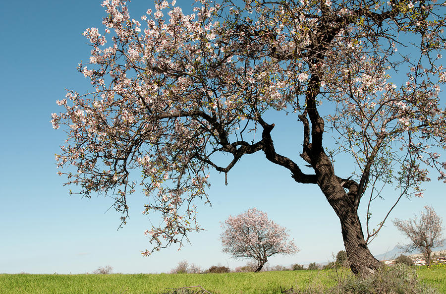Blooming almond tree with blossoms in Spring on a green field and blue sky. Photograph by Michalakis Ppalis
