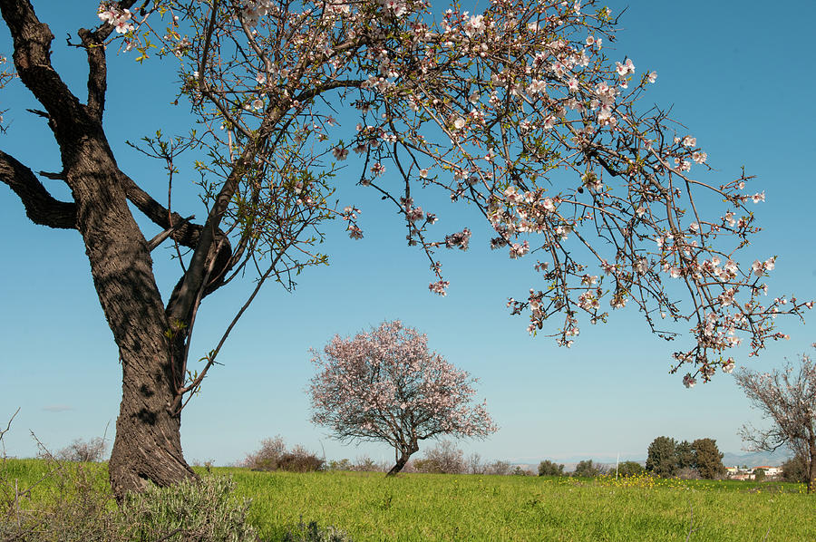 Blooming almond tree with blossoms in Spring season on a farmland and blue sky. Photograph by Michalakis Ppalis