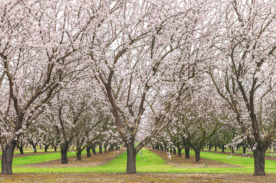 Blooming Almonds  Photograph by Jonathan Nguyen