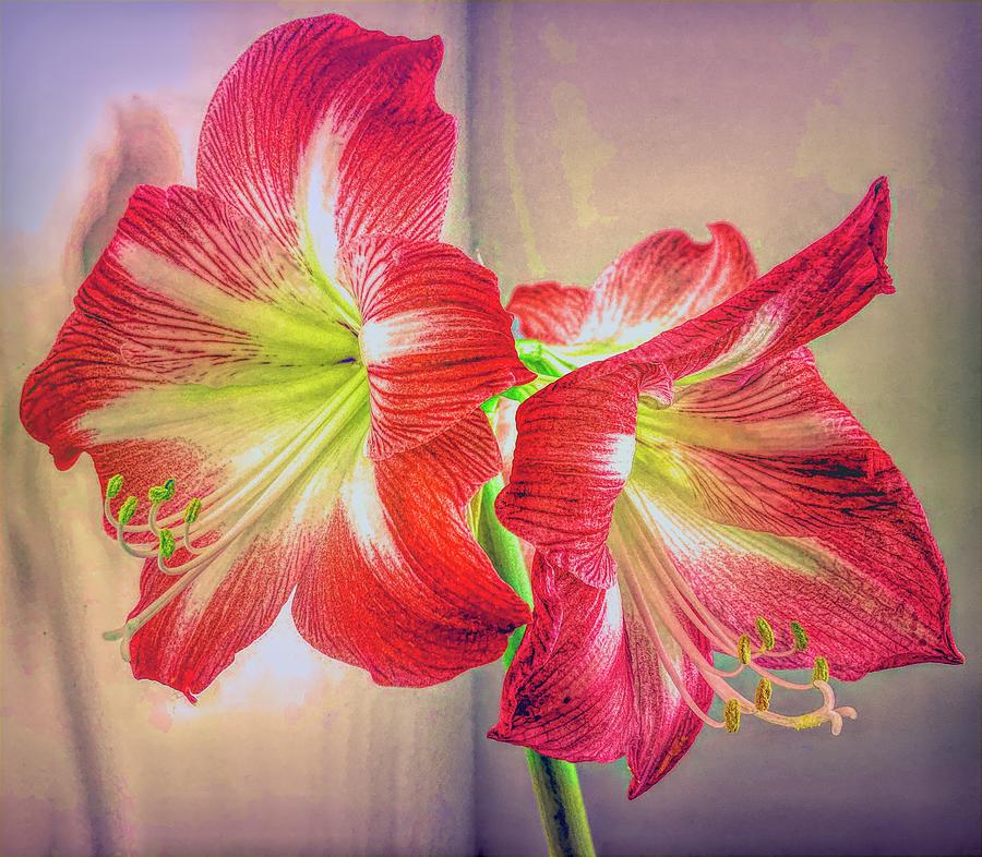 Nature Digital Art - Blooming Amaryllis One by Mo Barton