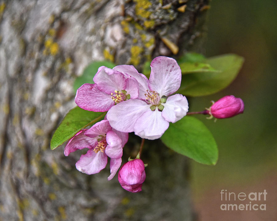 Blooming Apple Blossoms Photograph