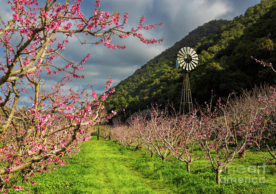 Blooming Apple Orchard Photograph by Mimi Ditchie