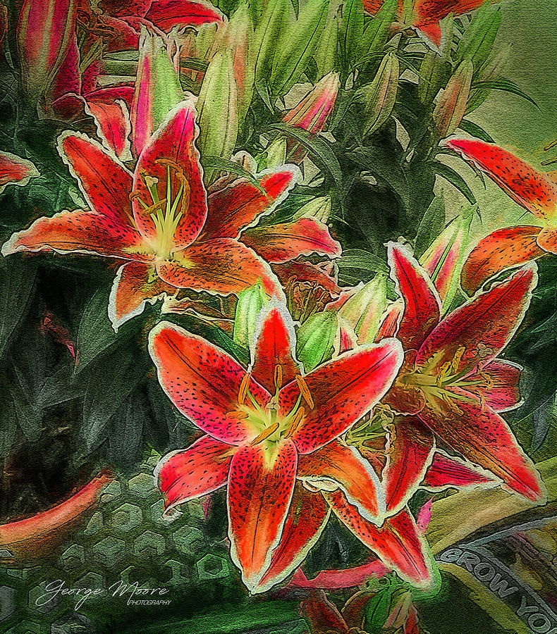 Blooming Asiatic Lillies Photograph by George Moore