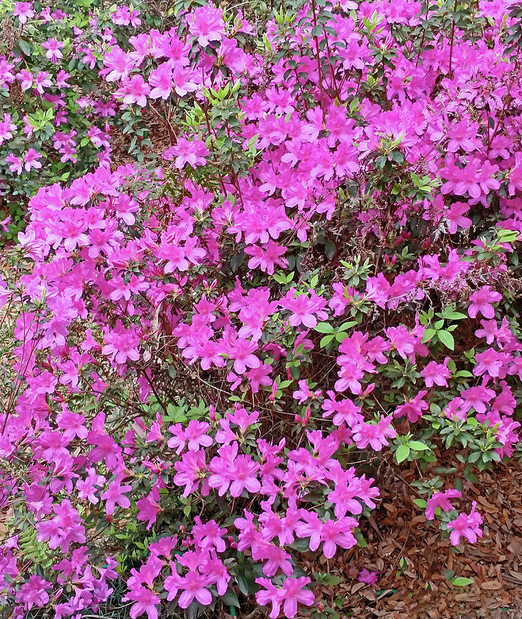 Flower Photograph - Blooming Azalea Bushes by Marian Bell