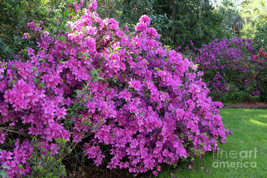 Blooming Azaleas In The Gardens Of Magnolia Plantation In Charleston Sc Photograph
