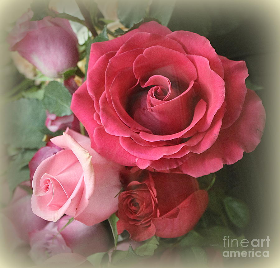 Nature Photograph - Blooming Beauties - Pink Garden Roses  by Dora Sofia Caputo