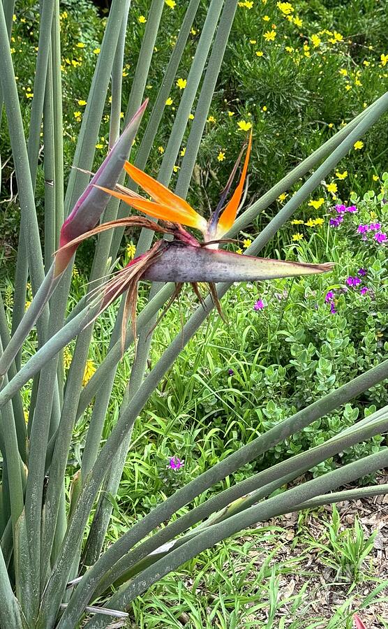 Blooming Bird of Paradise  Photograph by Ruth Jolly