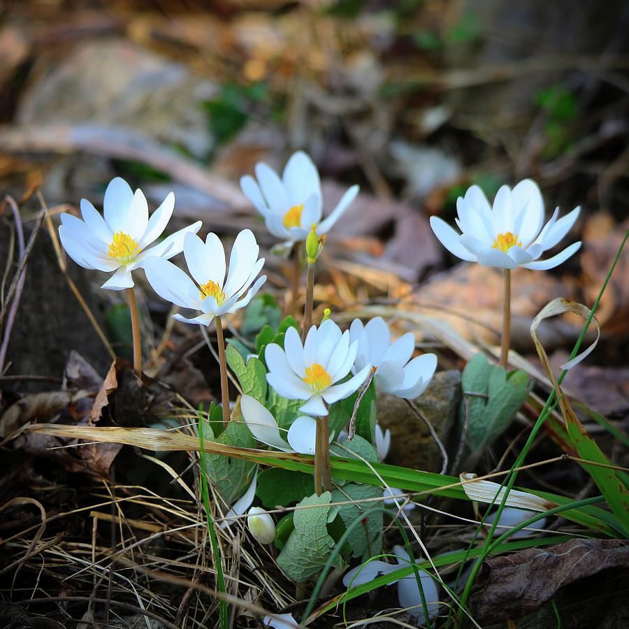 Nature Photograph - Blooming Bloodroot by Scott Burd