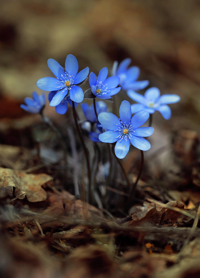 Blooming blue hepatica Photograph by Jaroslaw Blaminsky