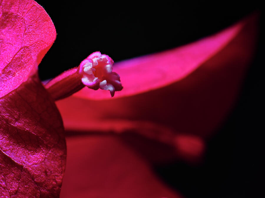 Blooming Bougainvillea Flower Photograph by Angelo DeVal