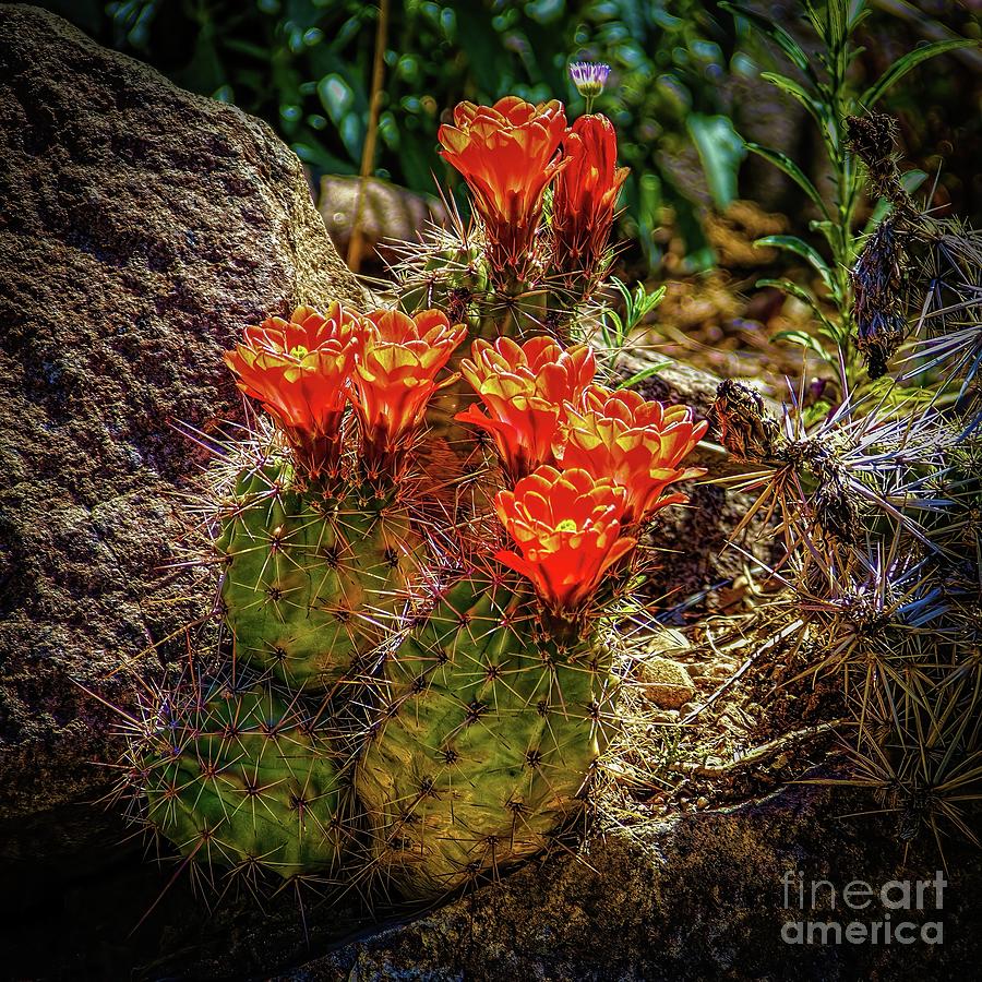 Blooming Cacti Photograph by Jon Burch Photography