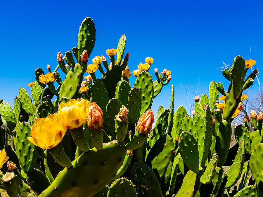 Blooming Cactus in Australia Photograph by Andre Petrov