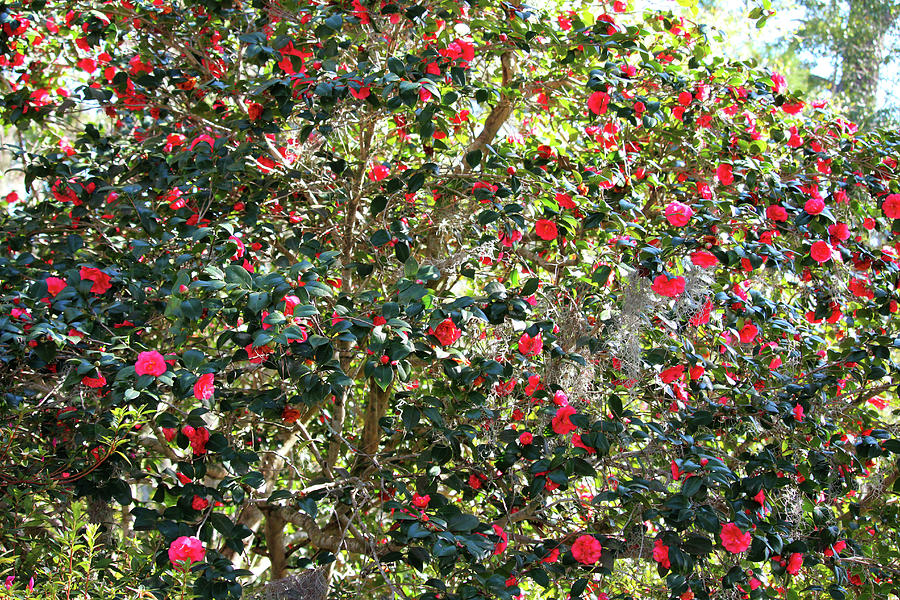 Blooming Camellia Tree Photograph by Cynthia Guinn