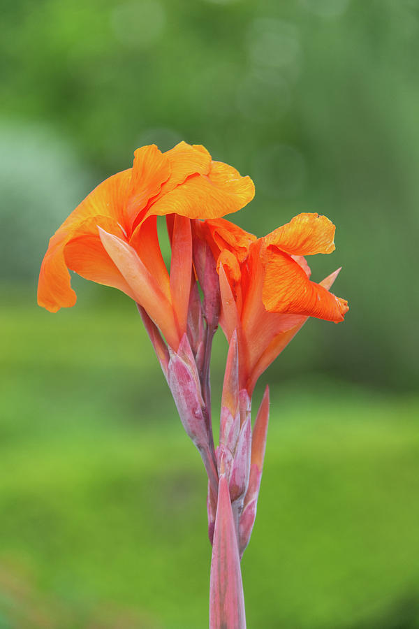 Blooming Canna Lily Flower  Photograph by Pamela Williams