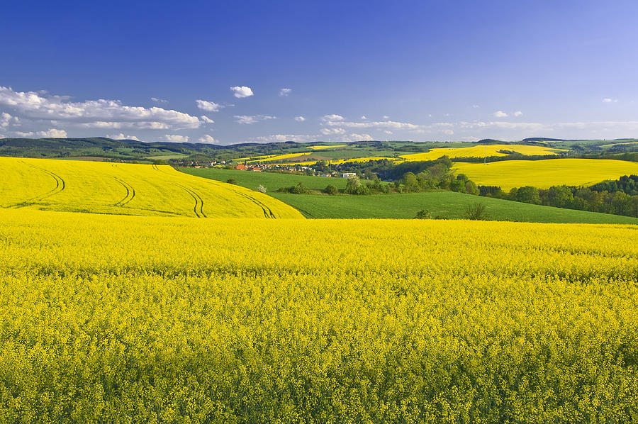 Blooming canola fields in spring Photograph by Zu_09