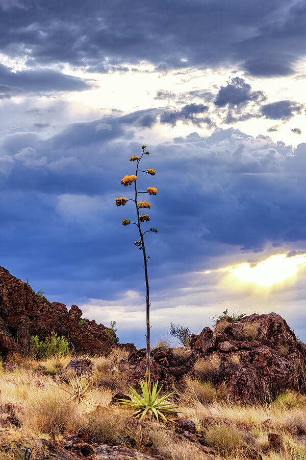 Blooming Century Plant Photograph by Rick Furmanek