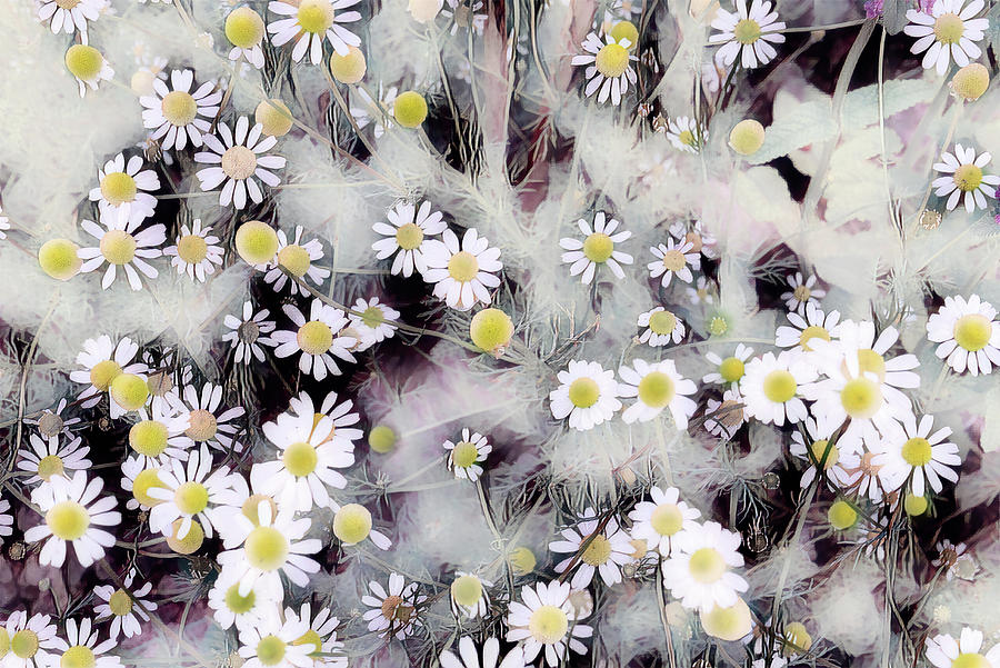 Blooming chamomile Painting by Patricia Piotrak