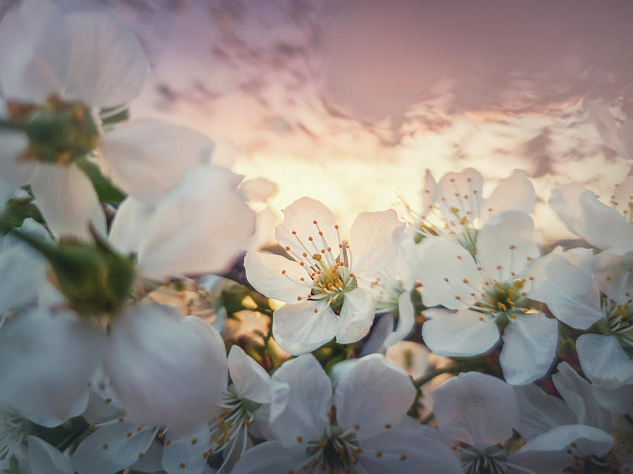 Blooming Cherry At Sunset Photograph
