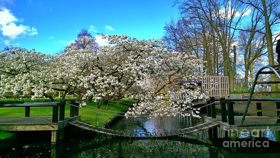 Blooming Cherry Trees in Keukenhof Flowers Garden Photograph by Amalia Suruceanu