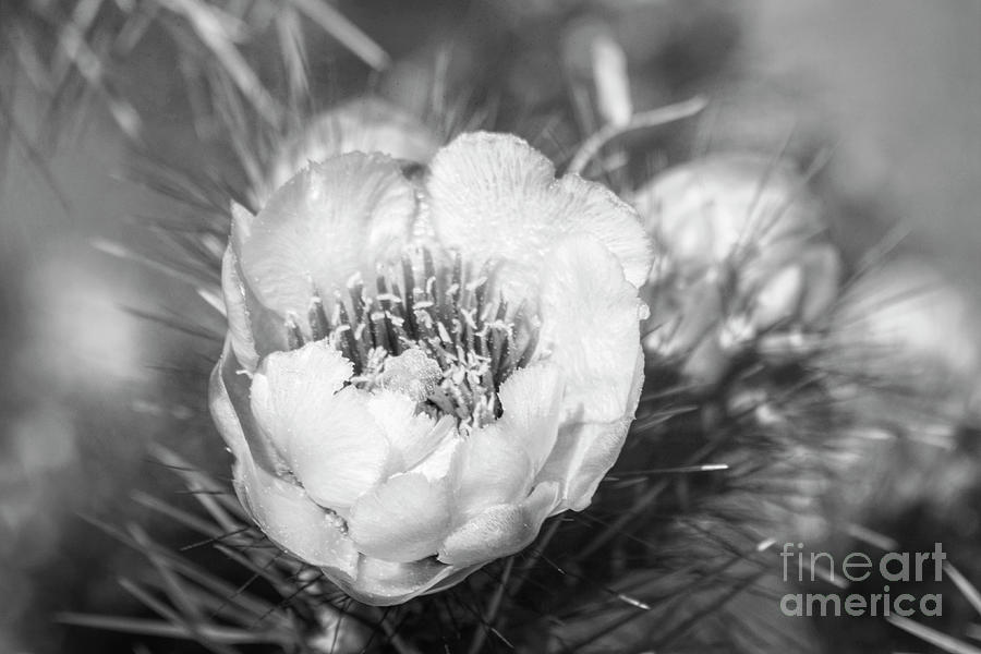 Blooming Cholla Cactus BW Photograph by Elisabeth Lucas - Fine Art America