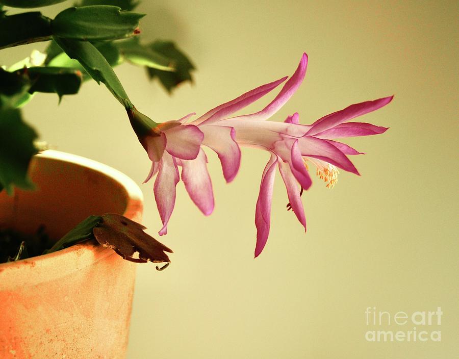 Blooming Christmas Cactus Photograph by Margie Avellino