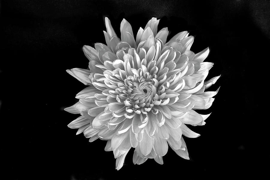 Blooming Chrysanthemum Photograph by Lori Hutchison