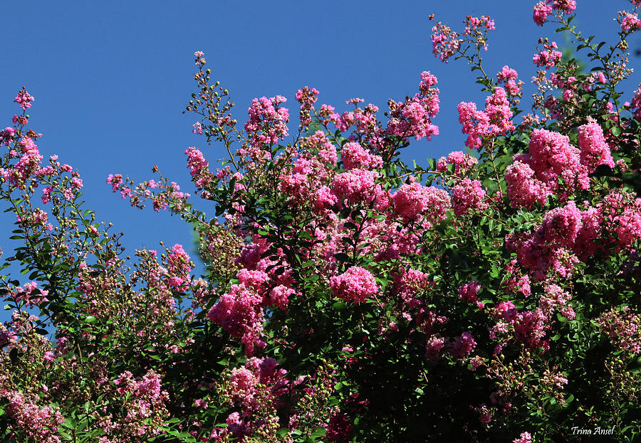 Blooming Crape Myrtle Photograph by Trina Ansel