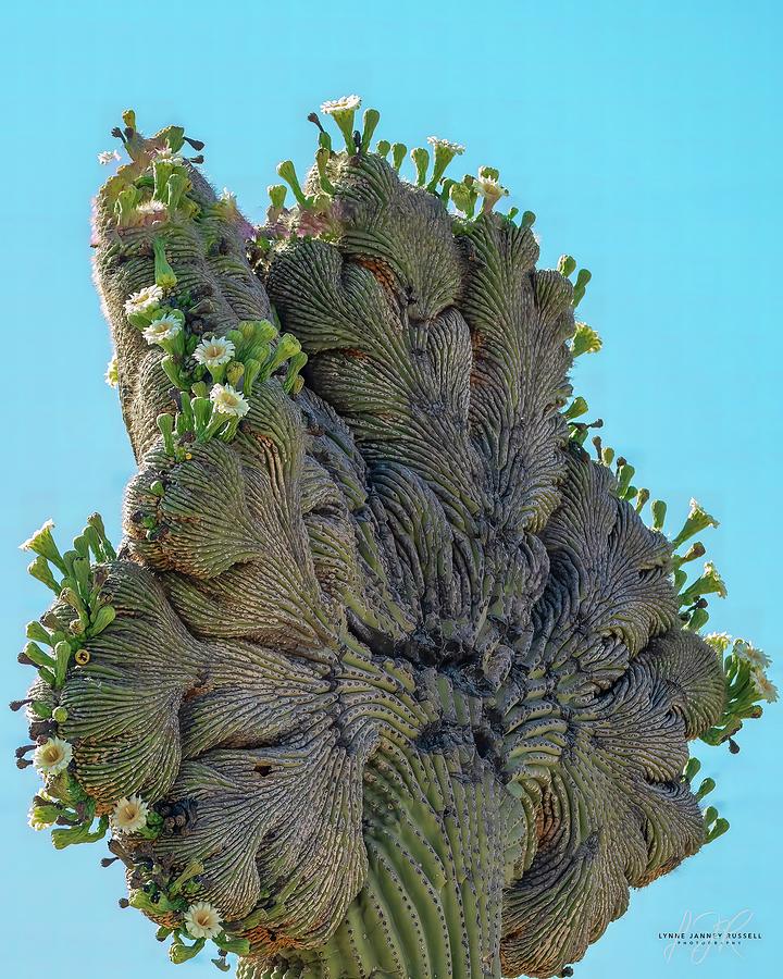 Blooming Crested Saguaro Photograph by Lynne Russell - Fine Art America