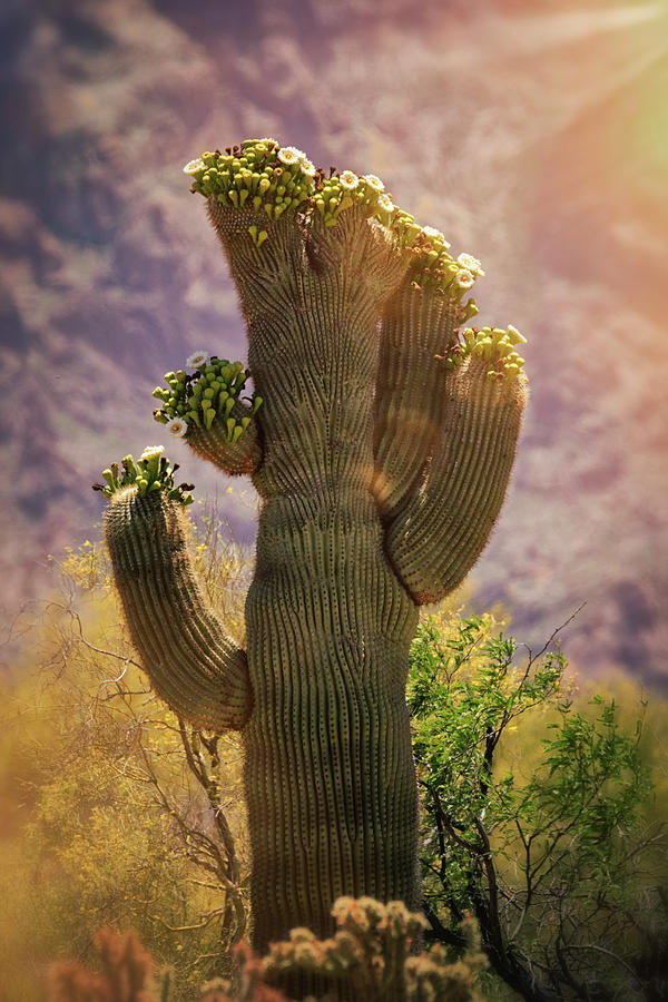 Blooming Crested Saguaro  Photograph by Saija Lehtonen