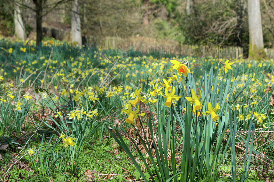 Blooming Daffodils, La Hulpe Forest Photograph
