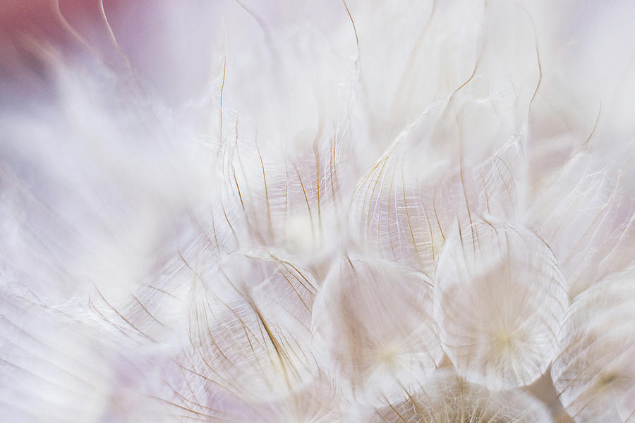 Blooming Dandelions Photograph by Iris Greenwell
