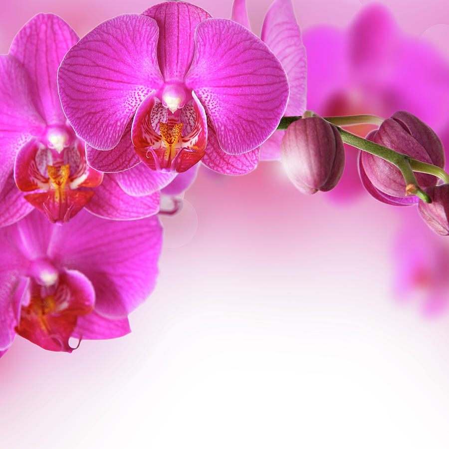 Blooming Vibrant Pink Orchids Digital Art
