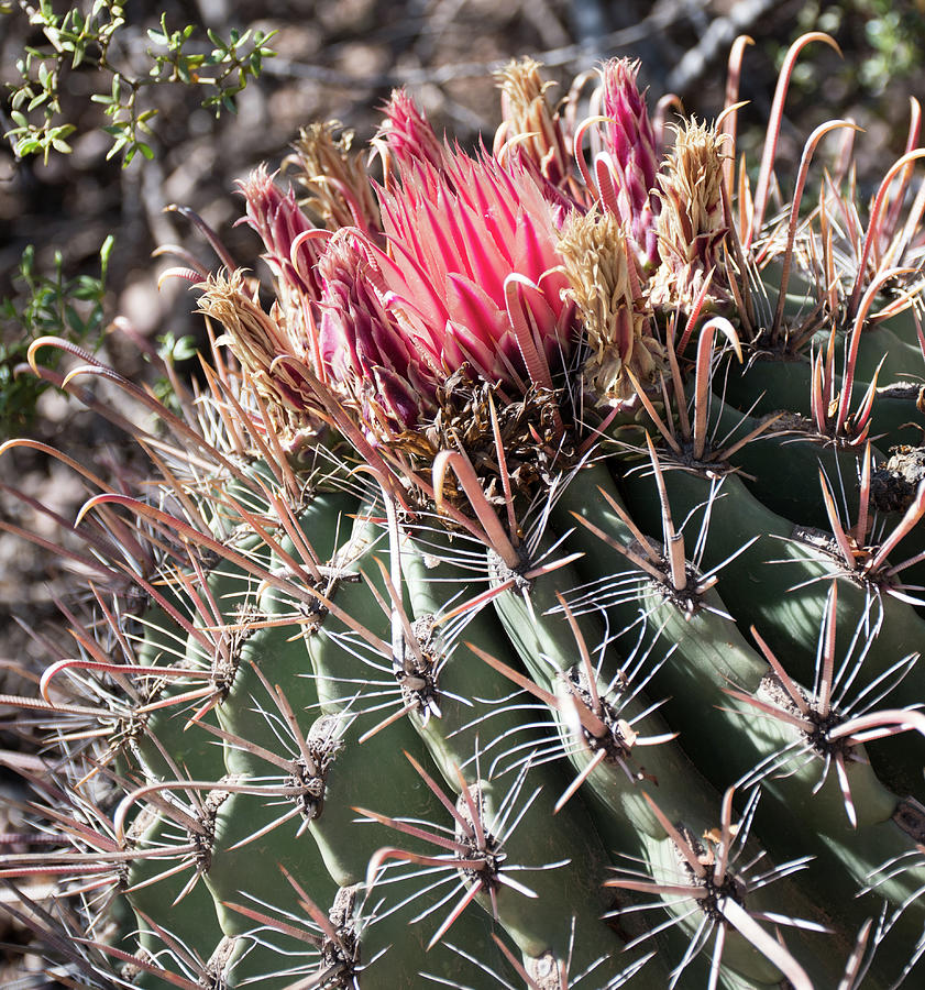 Blooming Fishhook Cactus Photograph