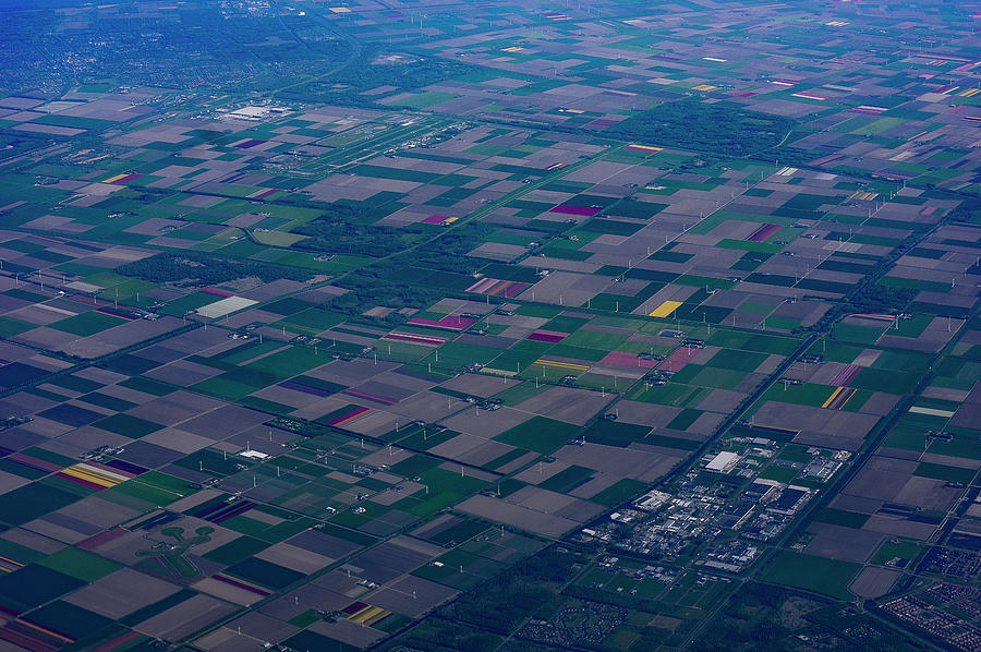 Blooming Flower Fields In The Netherlands - Aerial View Photograph By ...