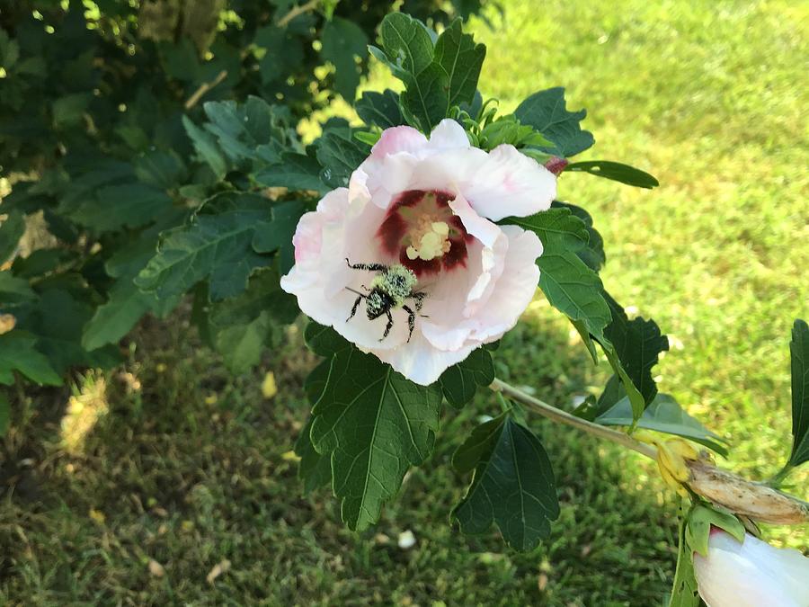 Hibiscus Blooming Flowers and Honey Bee Photograph by Catherine Wilson