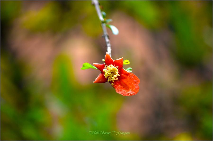 Bloom Photograph - Blooming Fruition by Sonali Gangane