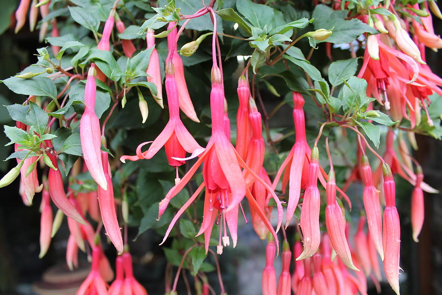 Blooming Fuchsia Photograph by Jindra Noewi